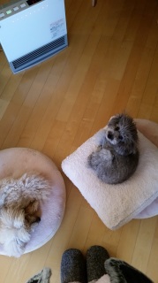 ͂悤