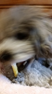 ӂƃK